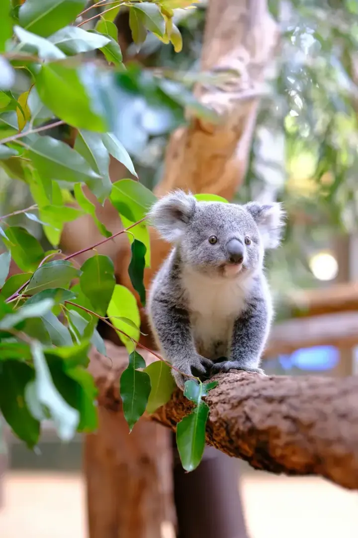 Magnetic Island (Queensland)