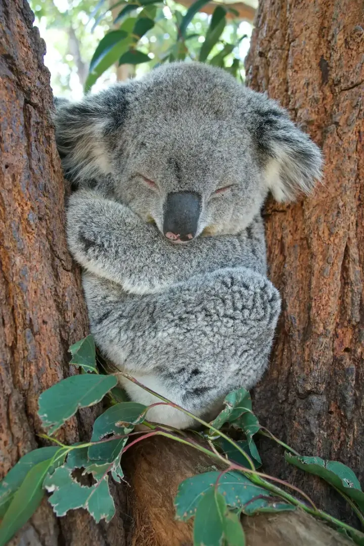 Victoria, Great Otway, You Yangs & Raymond Island (Australia)