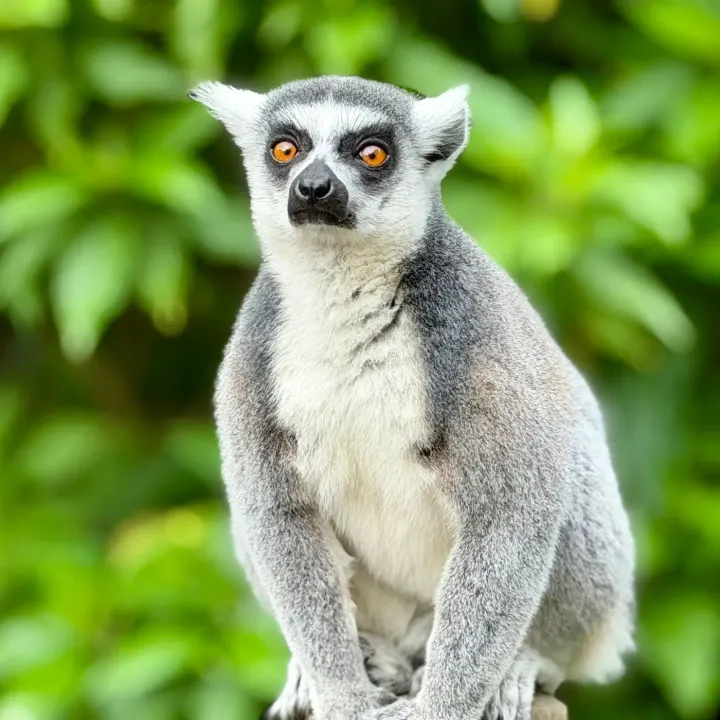 Amber Mountain National Park (Northern Madagascar)