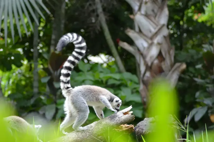 Andasibe-Mantadia National Park (Madagascar)