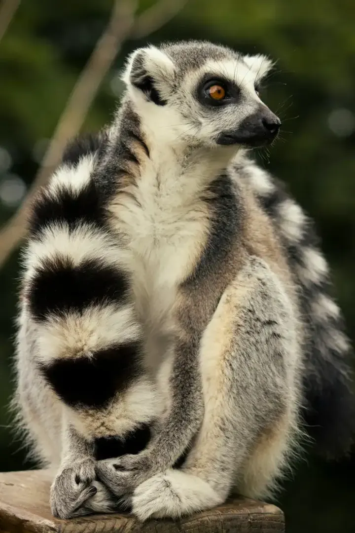Anja Community Reserve and Southern Madagascar
