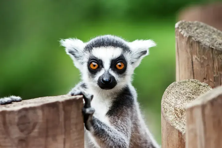 Kirindy Forest (Western Madagascar)
