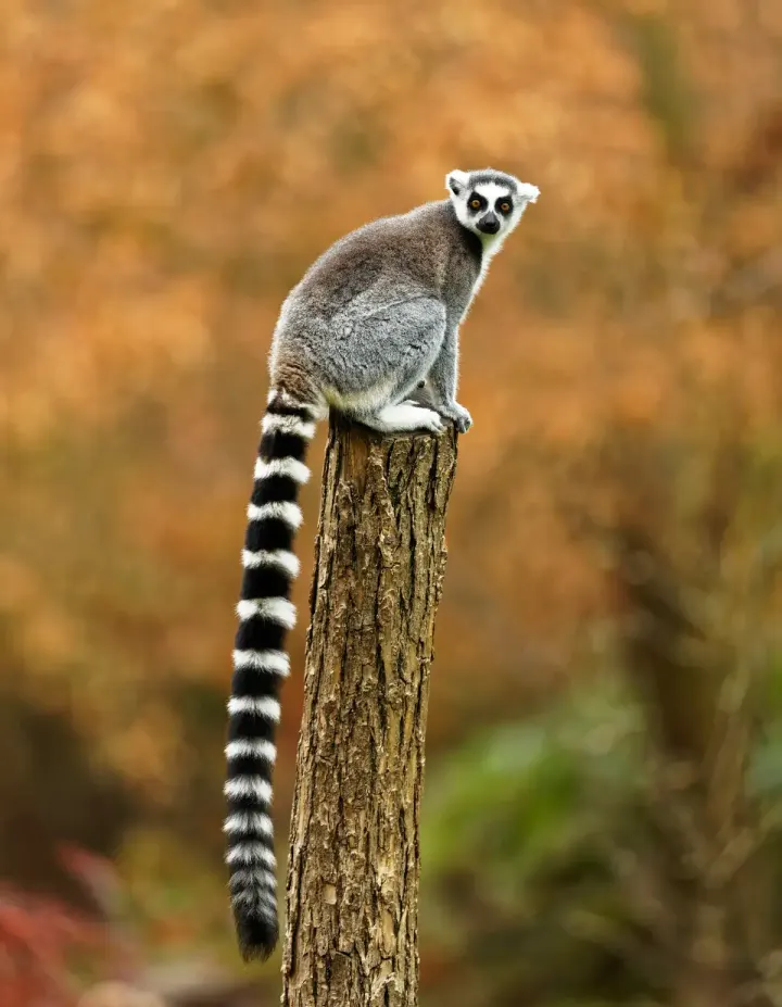 Masoala National Park (Northeast Madagascar)