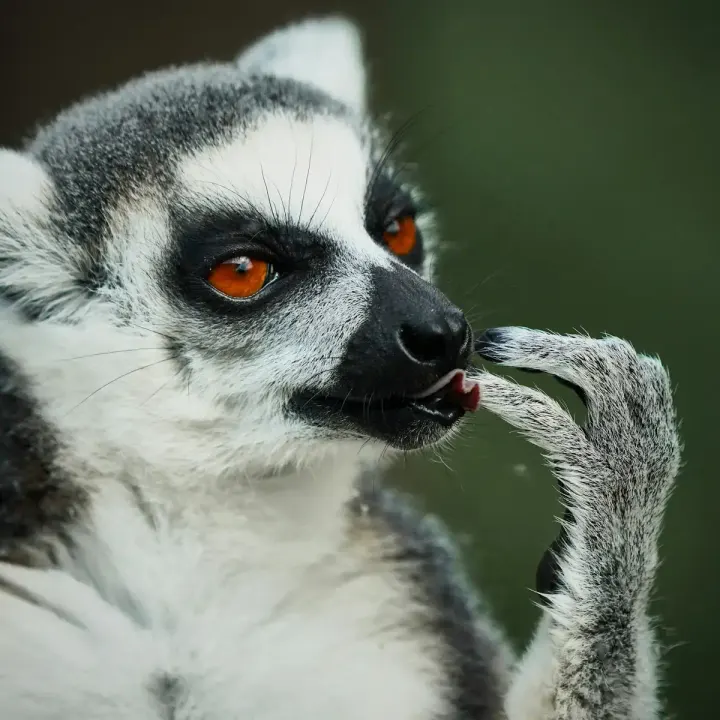 Ranomafana National Park (Madagascar)