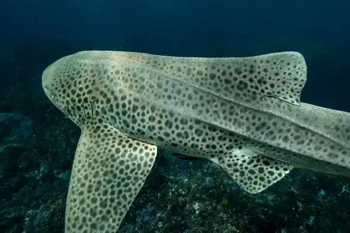 Maldives (central atolls)