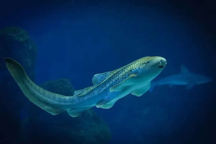 Ningaloo Reef (Western Australia)