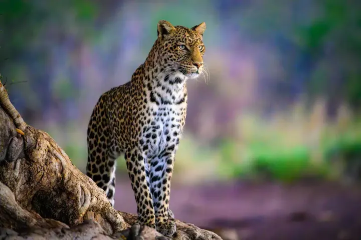 Jawai Leopard Reserve (Rajasthan, India)