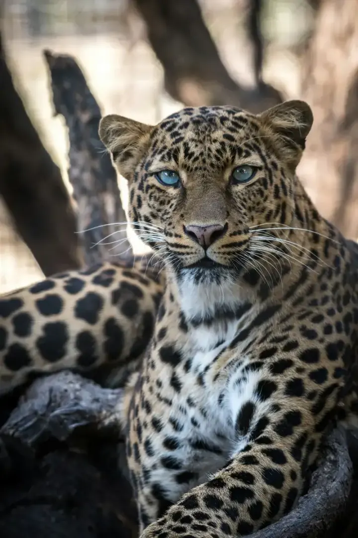 Sabi Sands Game Reserve, South Africa