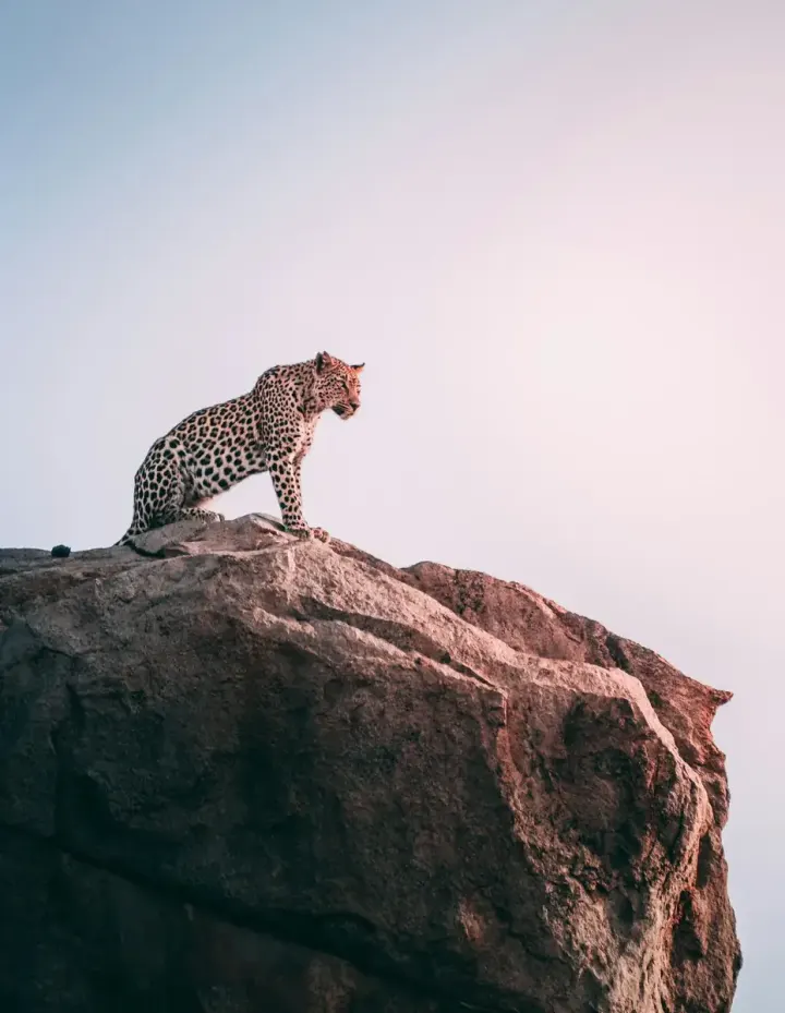 South Luangwa National Park, Zambia