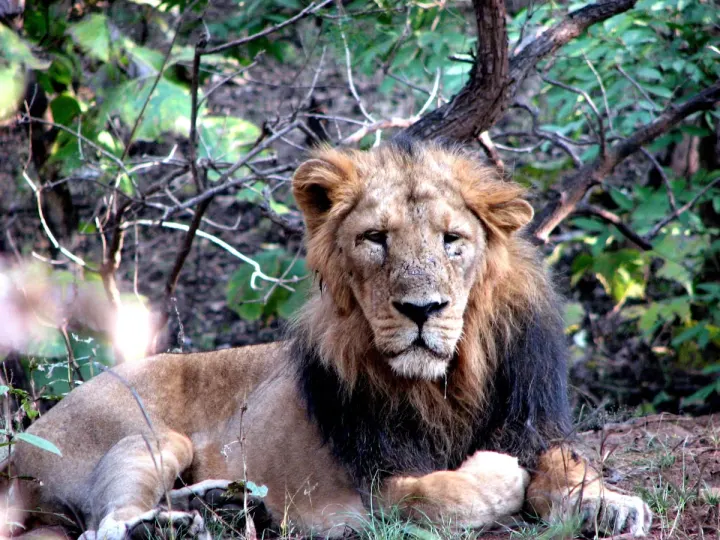 Gir Forest National Park (Gujarat, India)