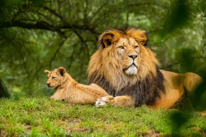 Ishasha Sector, Queen Elizabeth National Park (Uganda)
