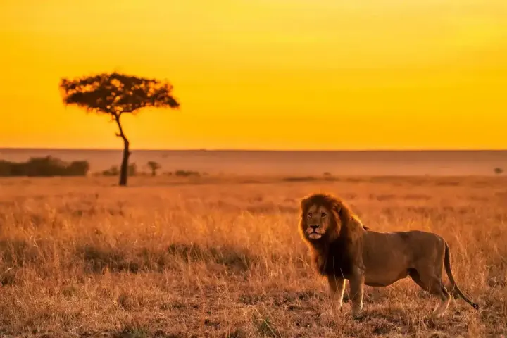 Kruger & Sabi Sands (South Africa)