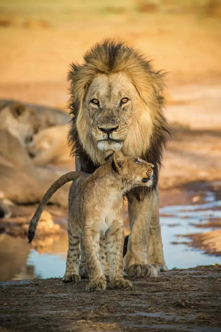 Okavango Delta, Duba Plains & Savuti (Botswana)