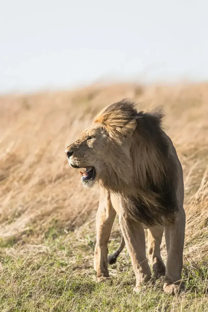 Serengeti, Masai Mara & Ngorongoro (Tanzania & Kenya)