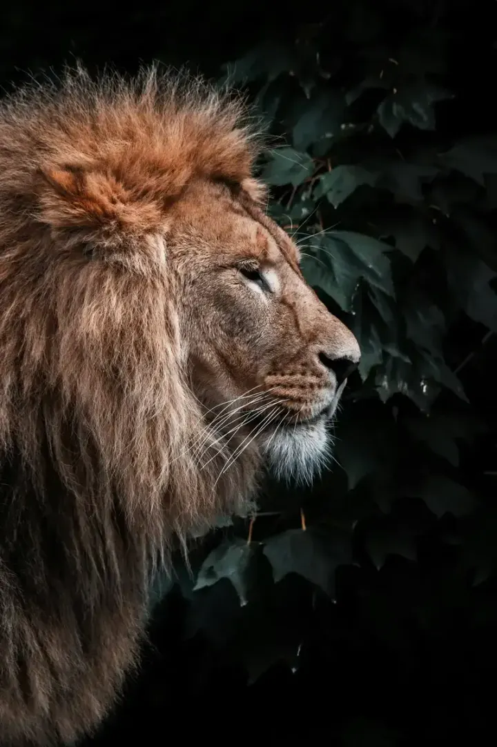 South Luangwa National Park (Zambia)