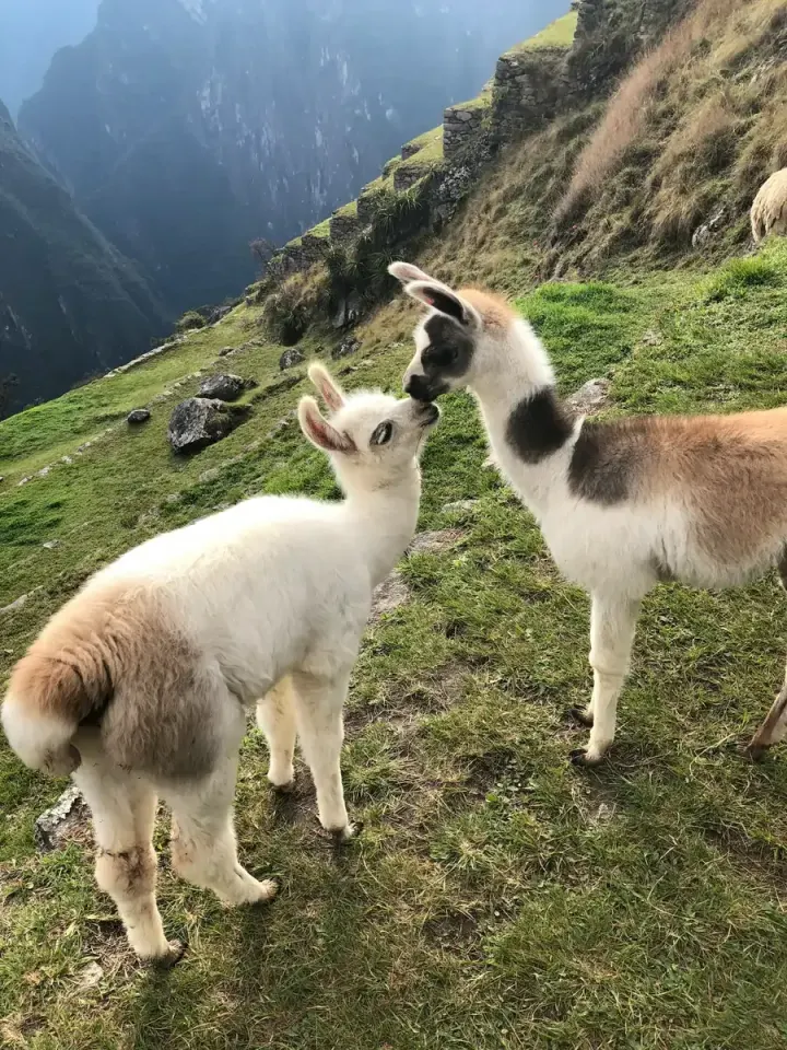 Peruvian Altiplano, Cusco, Sacred Valley & Colca (Peru)