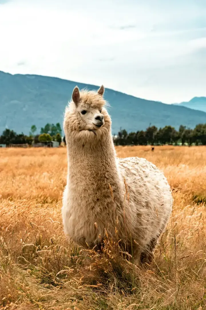Bolivian Altiplano, Uyuni & Eduardo Avaroa (Bolivia)
