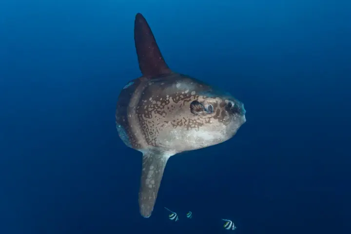Galápagos (Vicente Roca, Isabela)