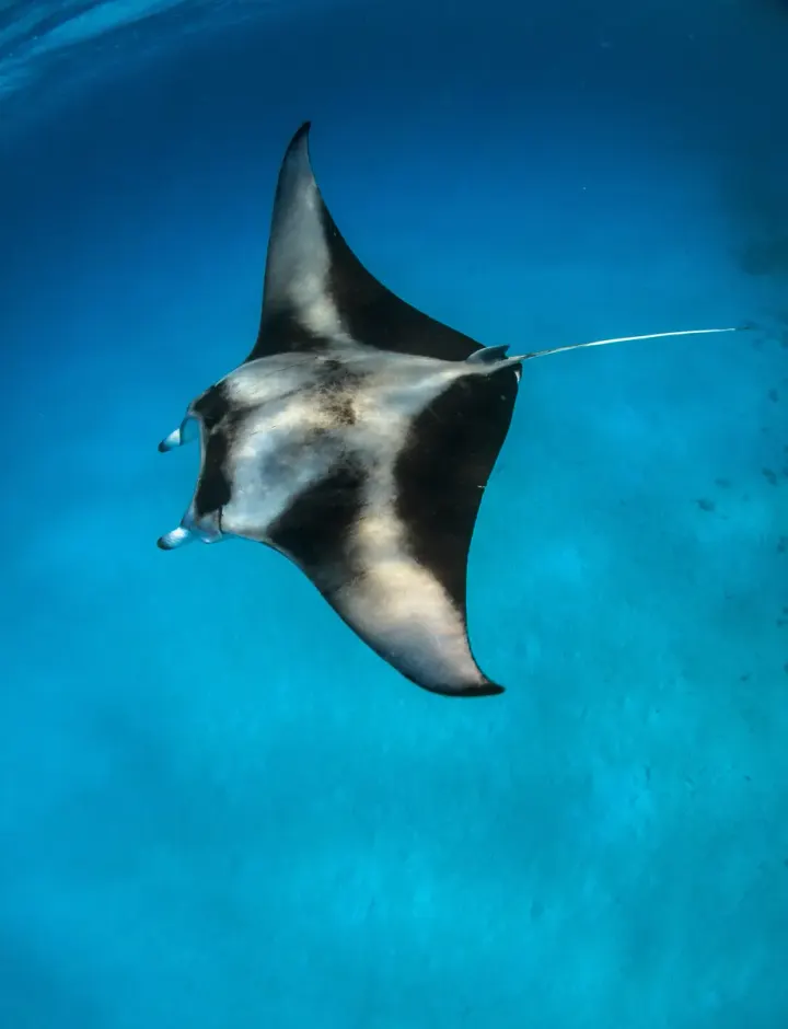 Cocos Island (Costa Rica)