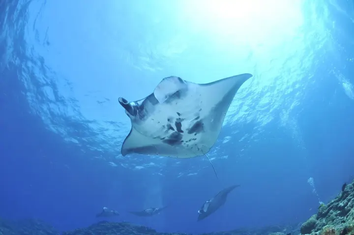 Darwin & Wolf Islands (Galapagos, Ecuador)