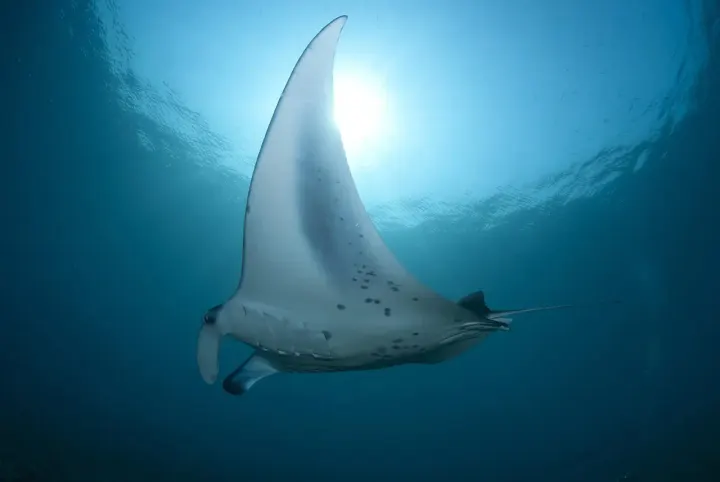 Isla de la Plata (Ecuador)