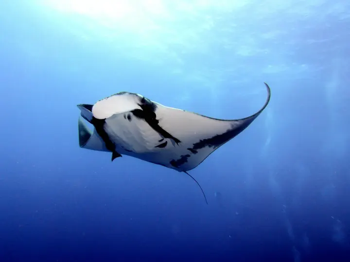 Ticao Island / Manta Bowl (Philippines)