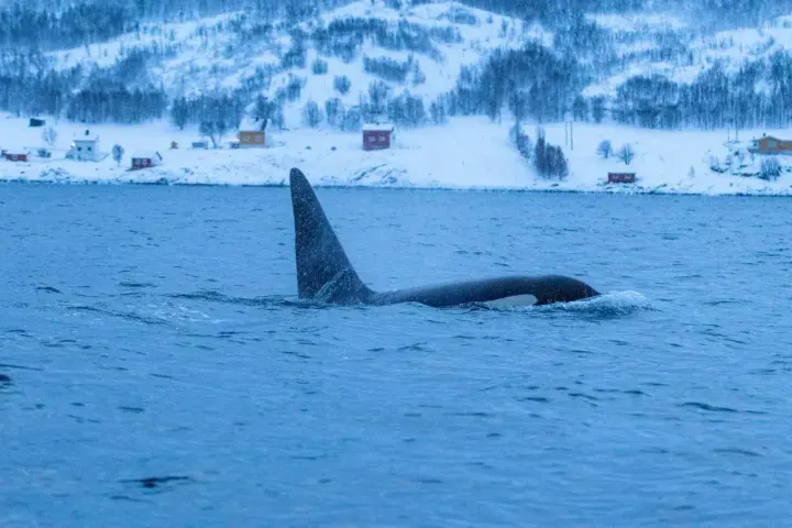 Antarctic Peninsula