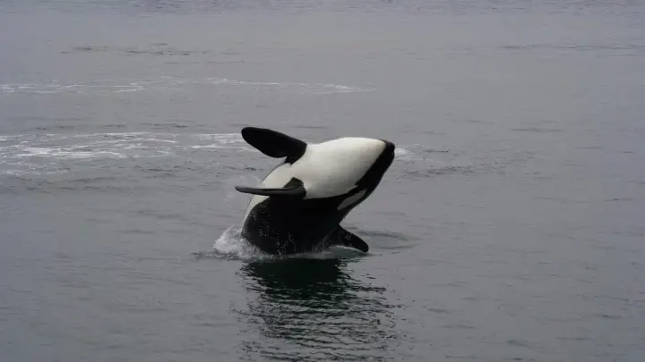 False Bay / Cape Town (South Africa)