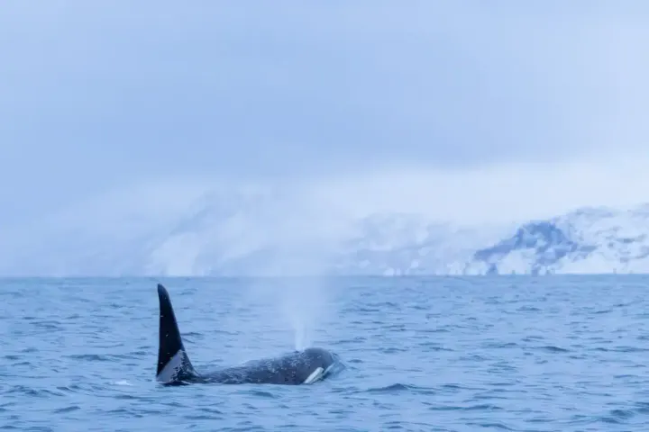 Skjervøy / Kvænangen (Tromsø, Norway)