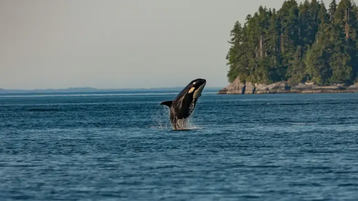 Salish Sea, San Juan Islands and Vancouver Island (USA / Canada)