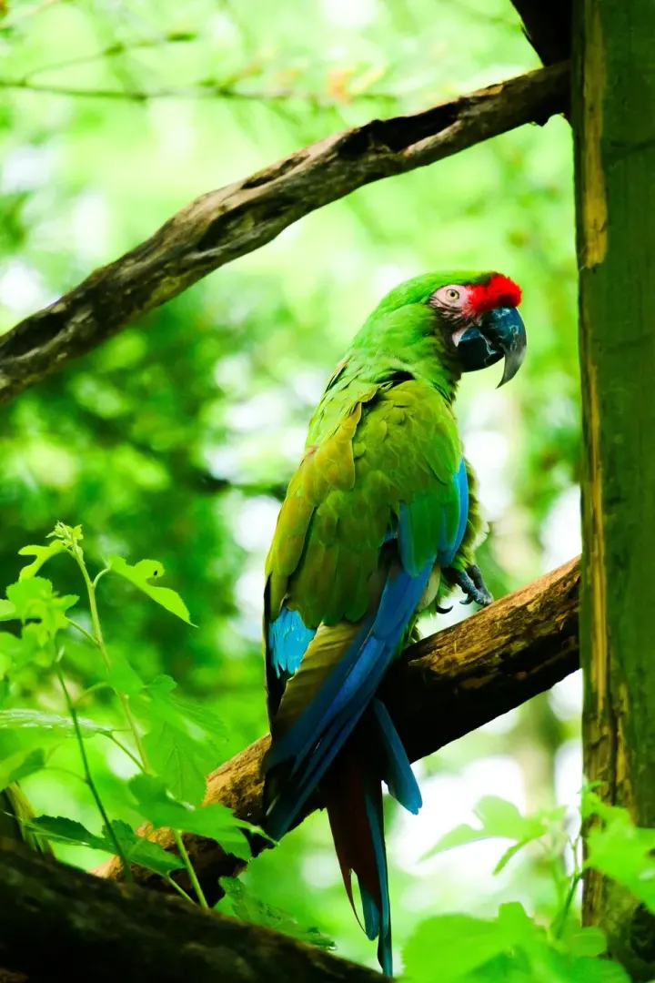 Boca Tapada (Maquenque), Costa Rica
