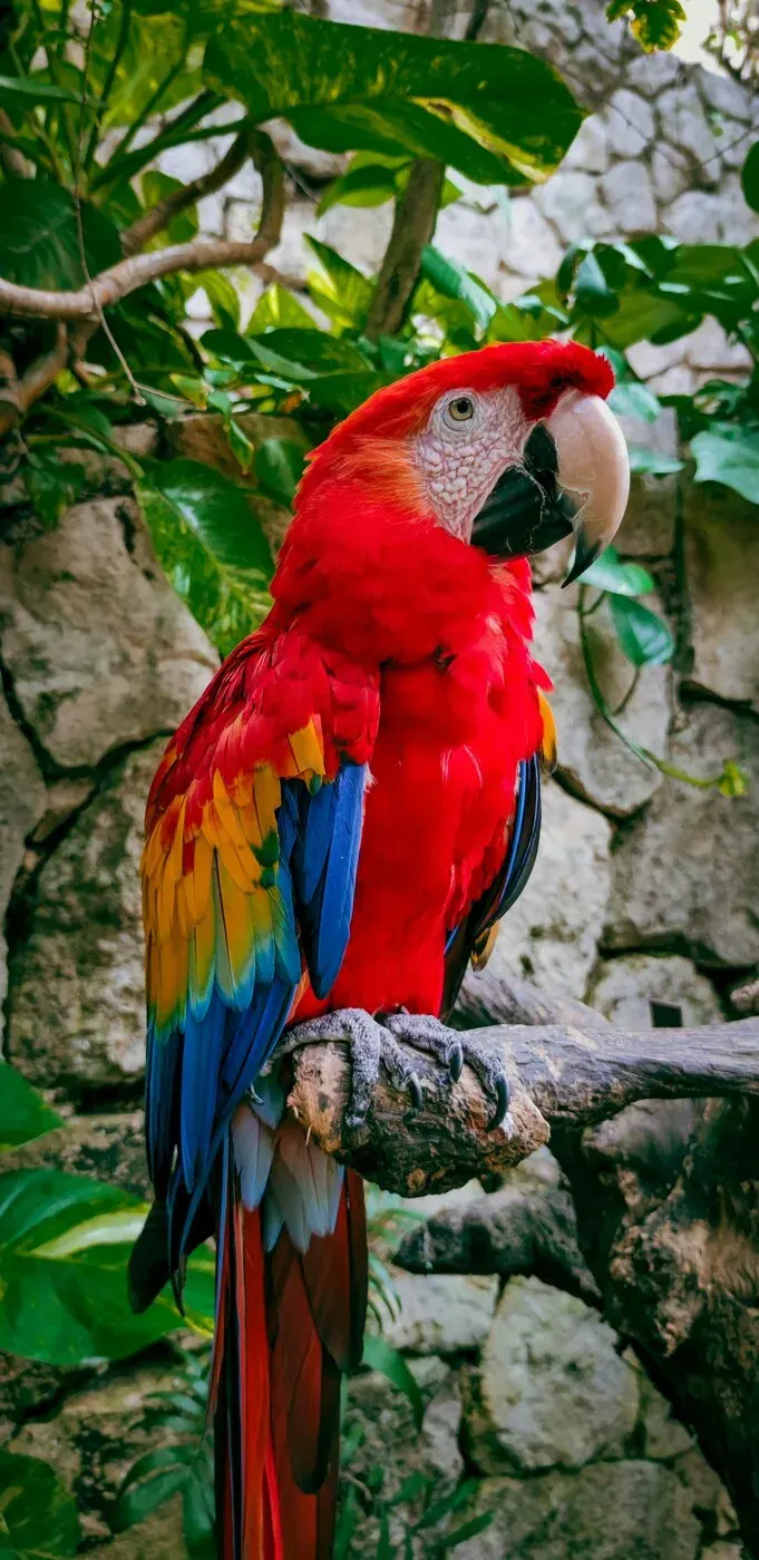 Carara National Park (Tarcoles), Costa Rica