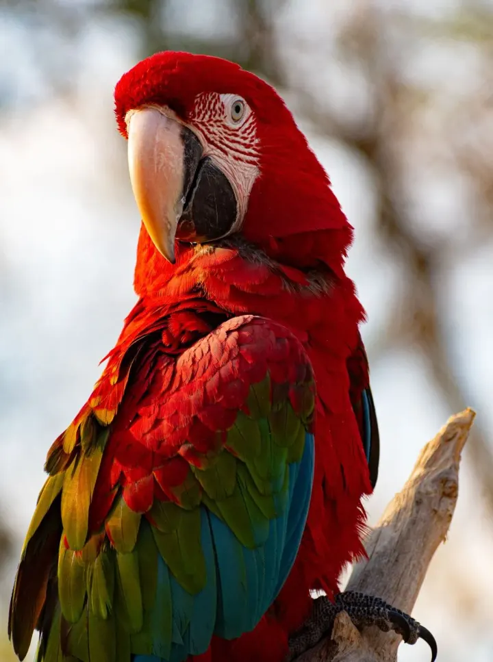 Ibera Wetlands, Corrientes, Argentina