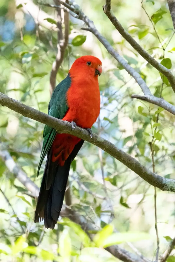 Lamington National Park (O'Reilly's), Queensland, Australia