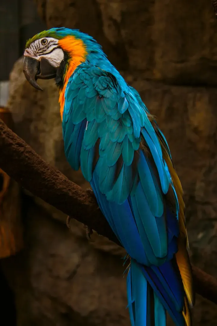 Madidi National Park (Chalalan), Bolivia