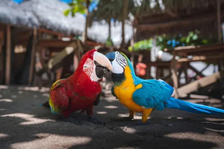 Manu (Blanquillo macaw clay lick), Peru