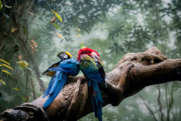 Osa Peninsula (Corcovado), Costa Rica