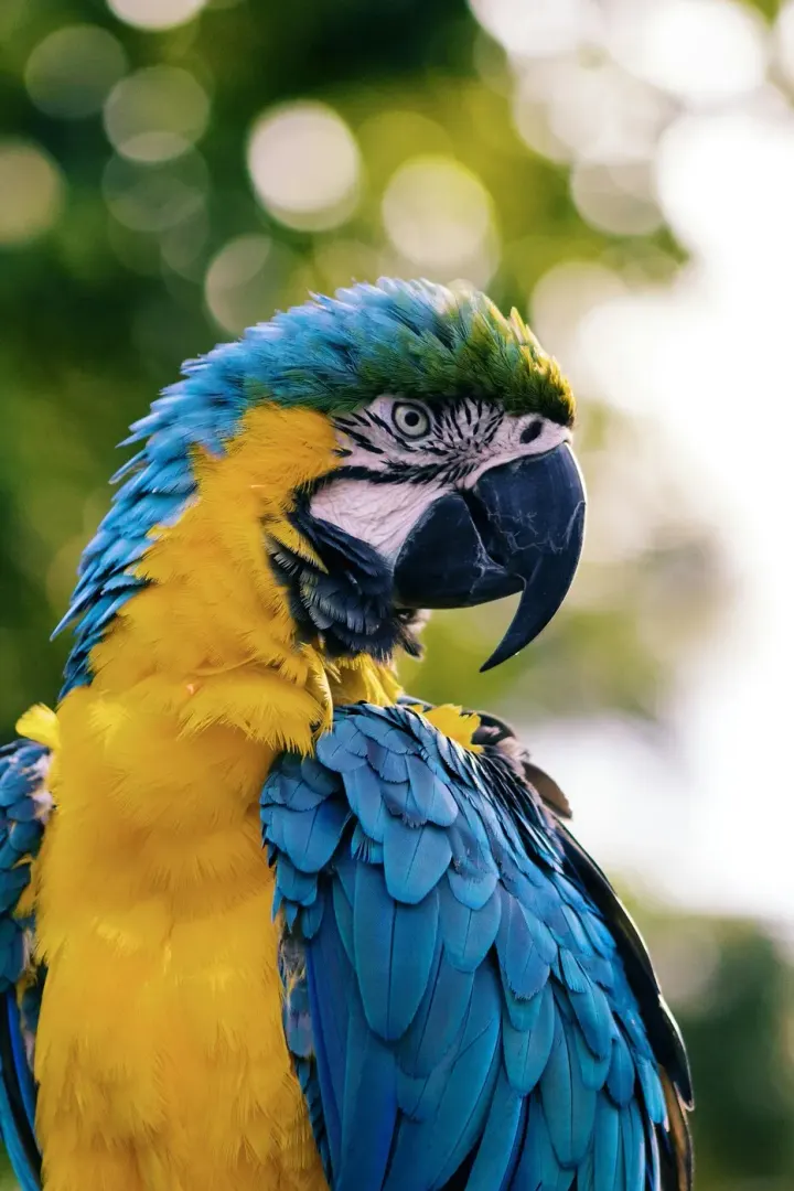 Southern Pantanal, Mato Grosso do Sul, Brazil