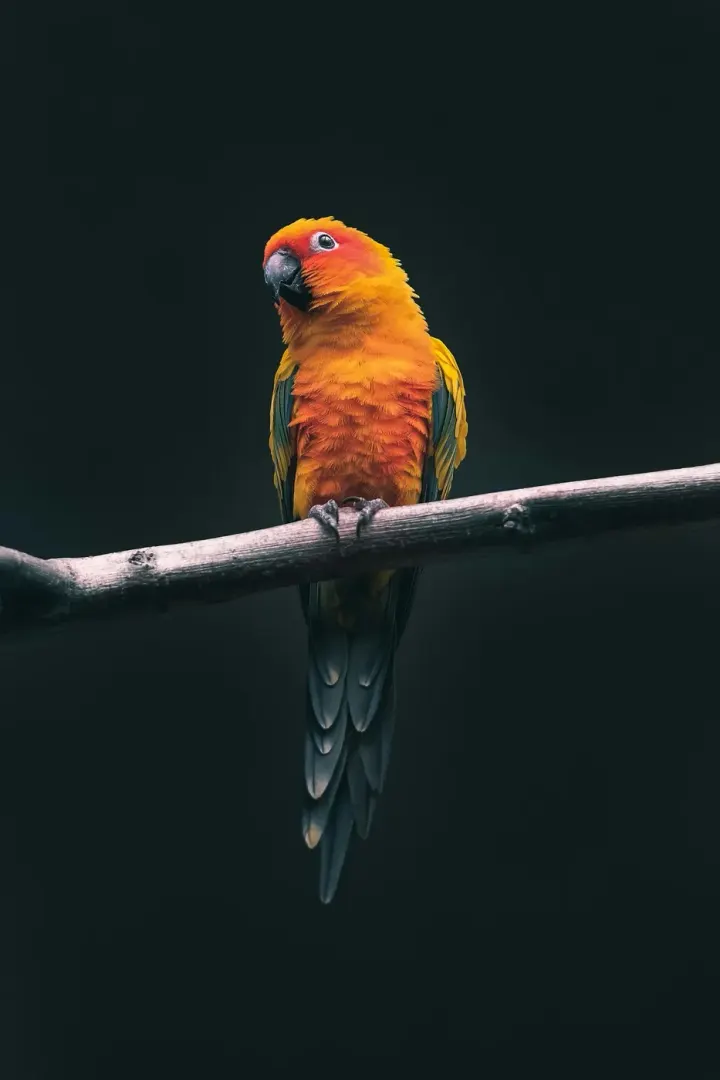 Red Bank, Belize