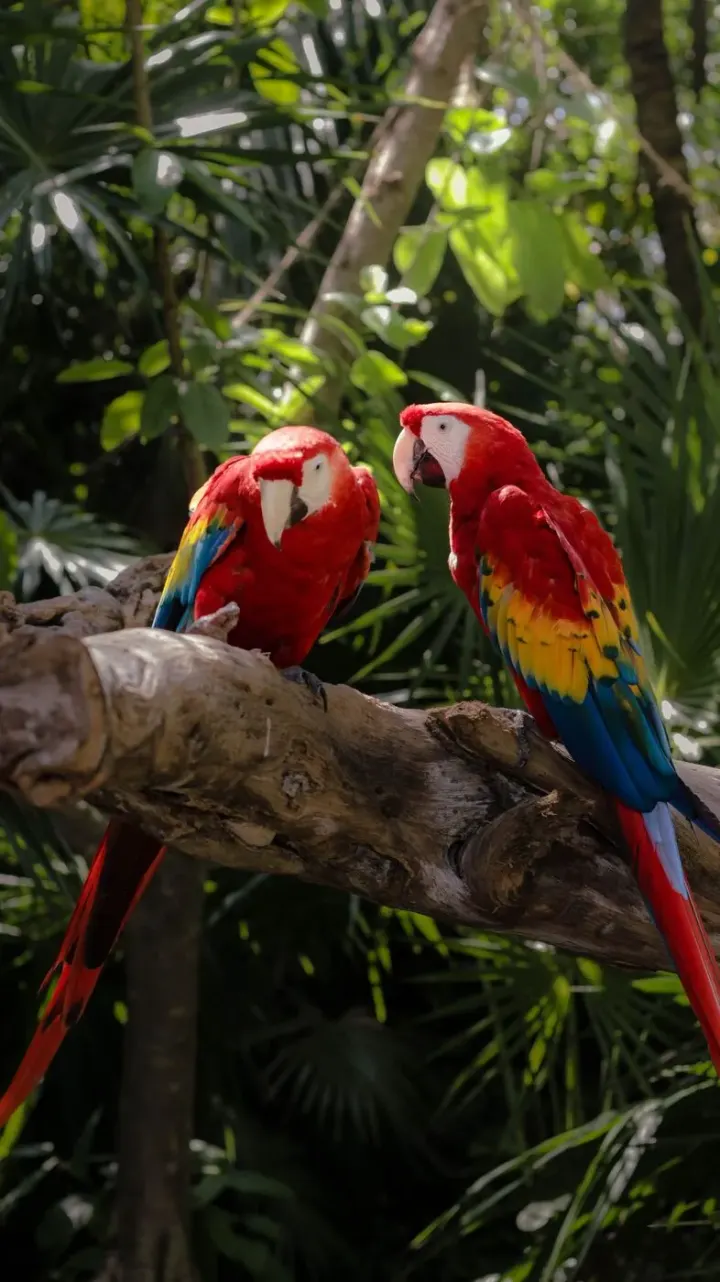 Tambopata (Colpa Chuncho macaw clay lick), Peru
