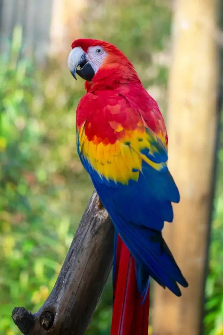Tikal National Park, Peten, Guatemala