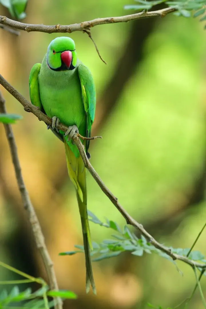 Yasuni (Napo parrot clay licks), Ecuador
