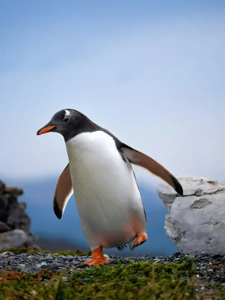Punta Tombo (Chubut, Argentina)