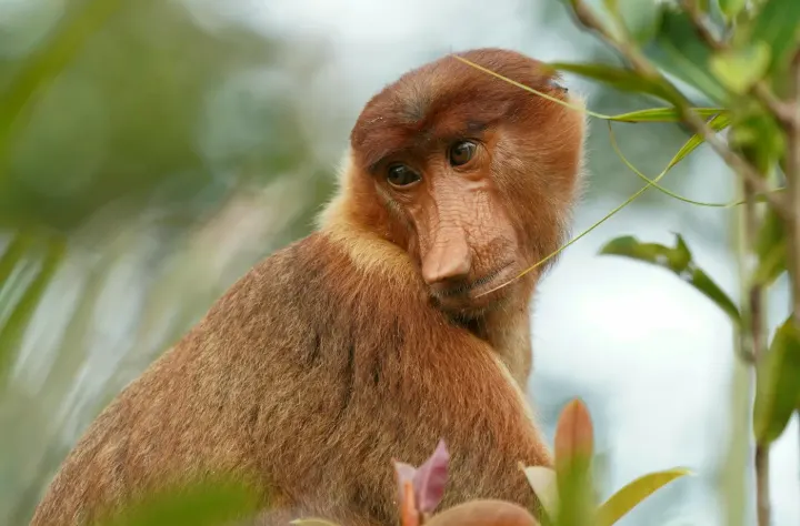 Bako National Park, Sarawak, Borneo, Malaysia