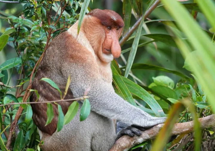 Klias Wetlands (Garama River), Sabah, Borneo, Malaysia