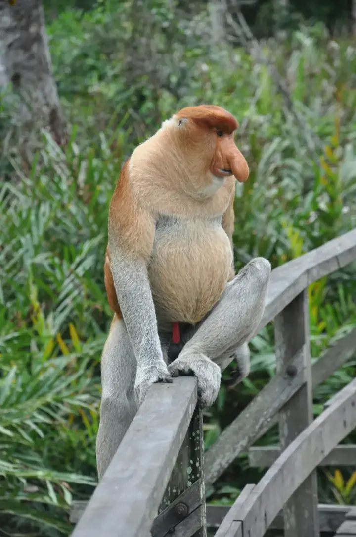 Tanjung Puting National Park, Central Kalimantan, Indonesia