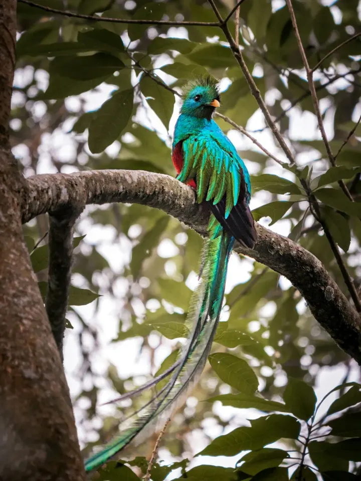 Biotopo del Quetzal, Baja Verapaz, Guatemala