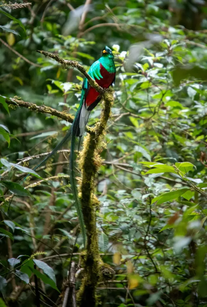 Boquete (Volcan Baru), Chiriqui Highlands, Panama