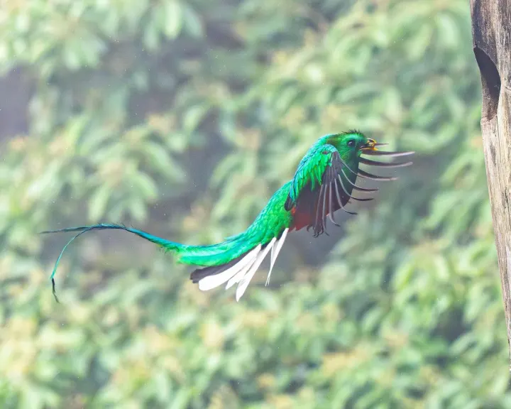 Celaque National Park, Honduras