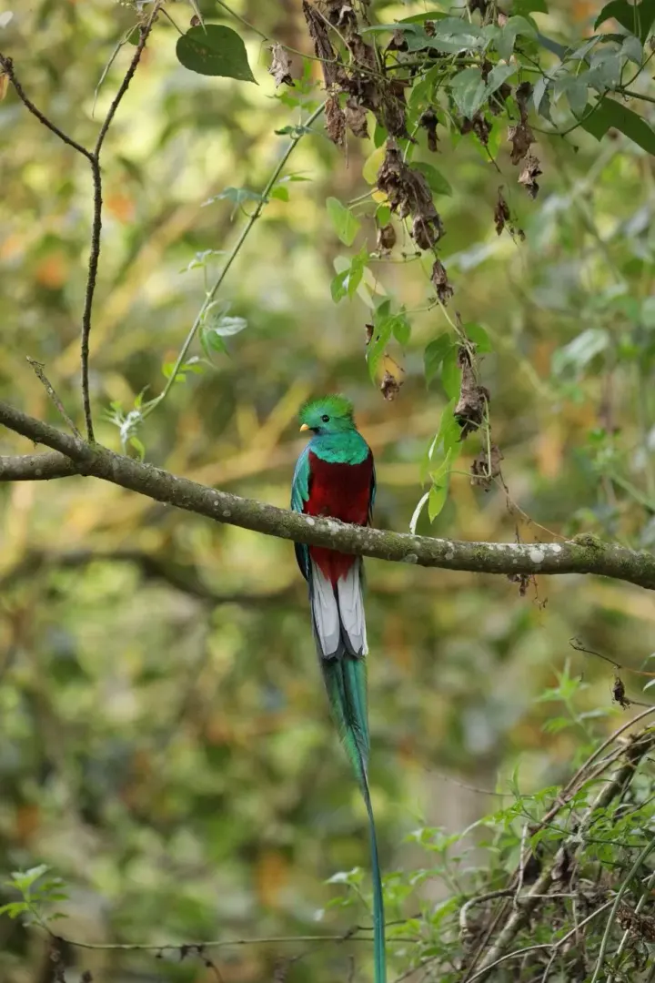El Triunfo Biosphere Reserve, Chiapas, Mexico